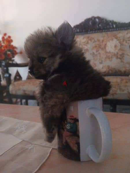 Pomeranian Teacup 1