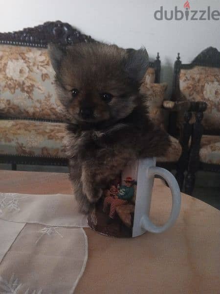 Pomeranian Teacup 5