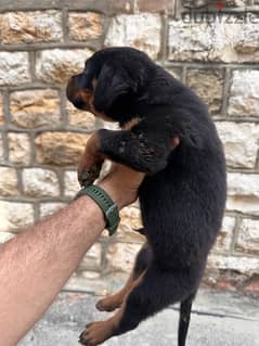 rottweiler puppies