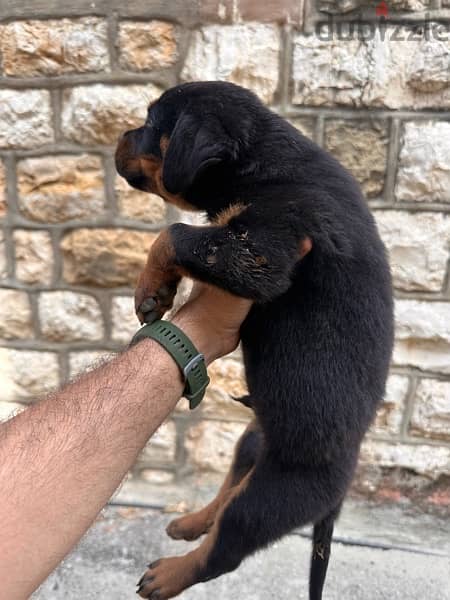 rottweiler puppies 0