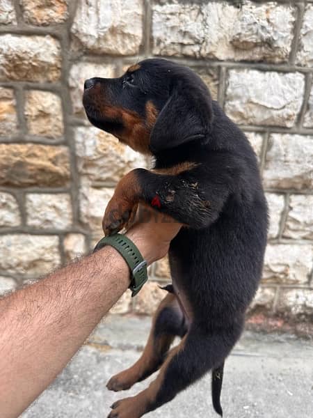 rottweiler puppies 1