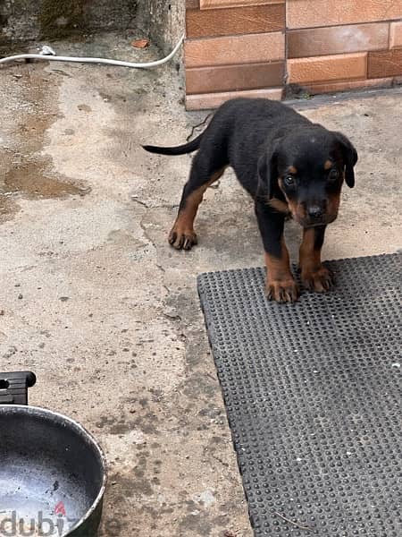 rottweiler puppies 2