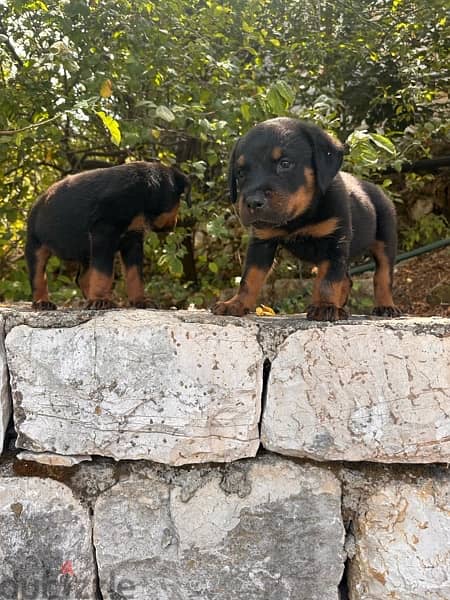 rottweiler puppies 3