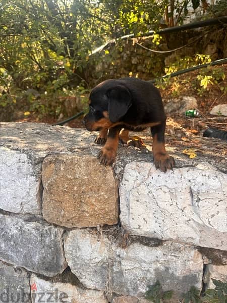 rottweiler puppies 4