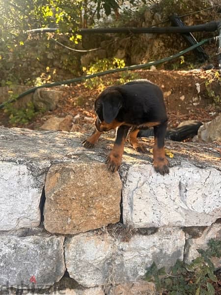 rottweiler puppies 5