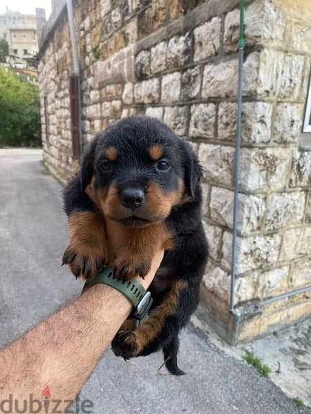 rottweiler puppies 6