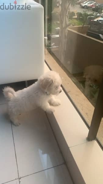 pure bichon white 3 month old, fully vaccinated 1