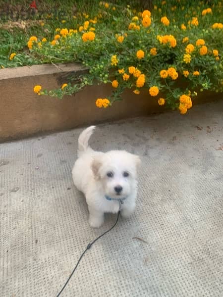 pure bichon white 3 month old, fully vaccinated 2