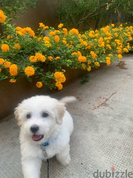 pure bichon white 3 month old, fully vaccinated 4