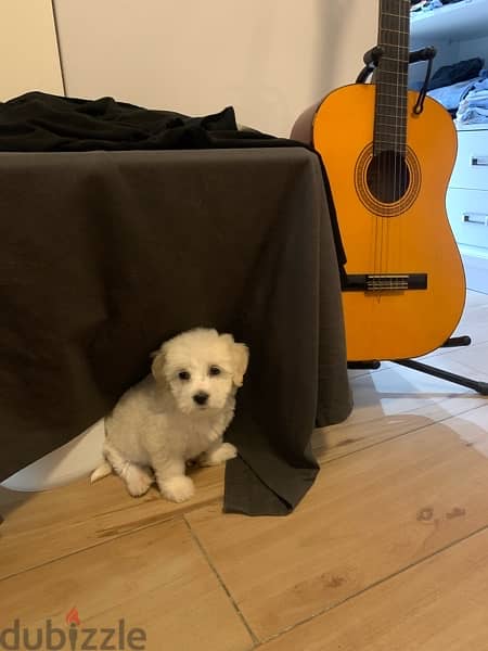 pure bichon white 3 month old, fully vaccinated 5