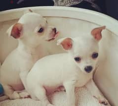 chihuahua puppies