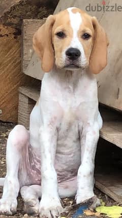 Pointer, pure breed Puppies for Sale – $70