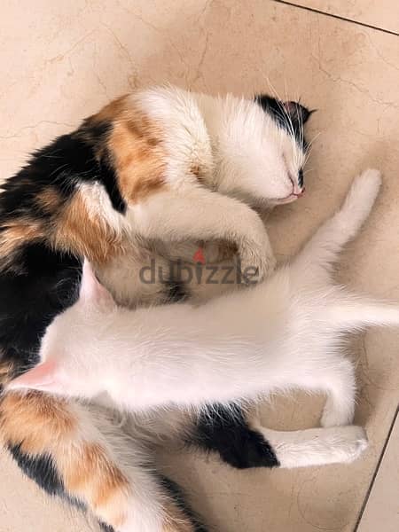 born cats for sale female + male 4