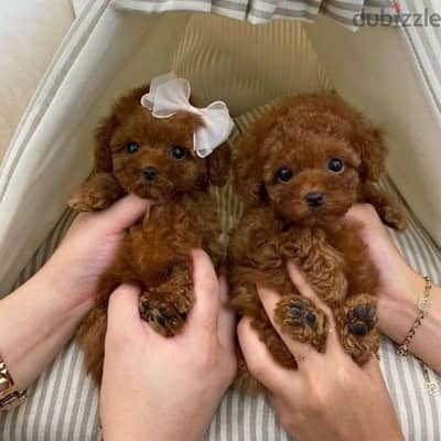 Red Toy Poodle puppies /High quality/Imported/dog/كلاب/pure breed