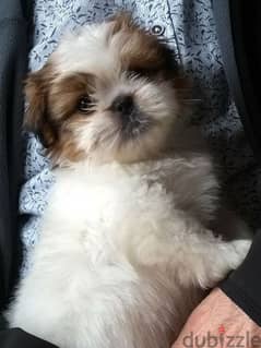 Shih tzu Puppies/Imported/High quality/dog/كلاب/Delivery