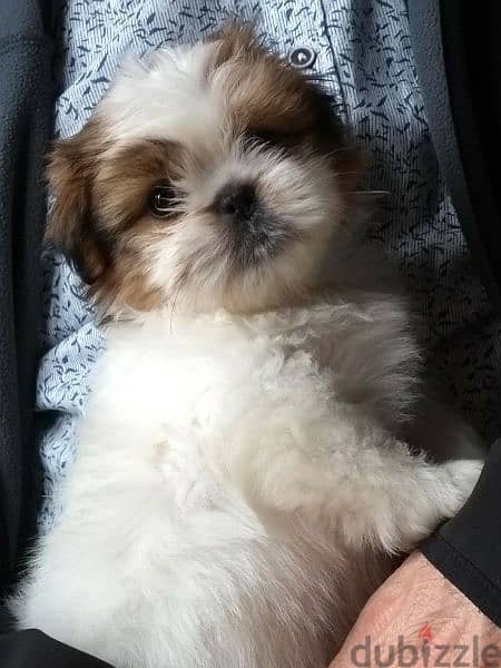 Shih tzu Puppies/Imported/High quality/dog/كلاب/Delivery 0