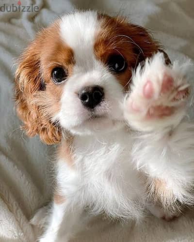 Cavalier King Charles puppies/Imported/Pure breed/dog/كلاب/Delivery