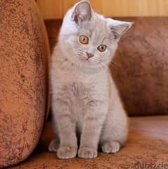 British short hair kitten/pure breed/Delivery/cat/قطط