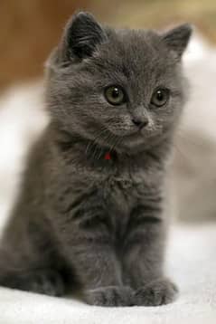 British Shorthair kitten / Delivery/Available in Store 0