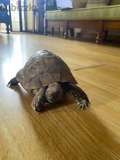 Tortoise / Turtle for Sale 0