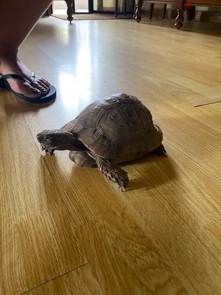 Tortoise / Turtle for Sale 1