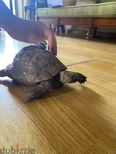 Tortoise / Turtle for Sale 2