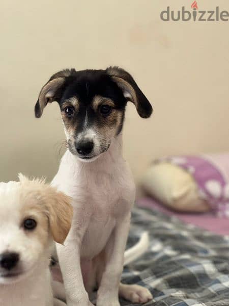 canadian jack russel puppies for adoption 2