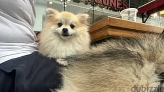 Teacup Pomeranian for Mating 0