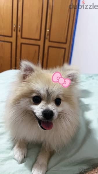 Teacup Pomeranian for Mating 1