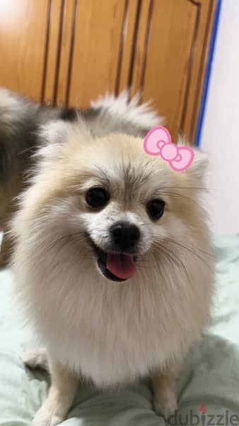 Teacup Pomeranian for Mating 3