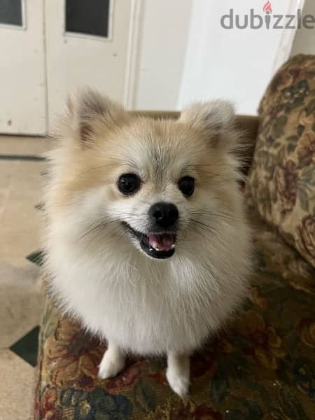 Teacup Pomeranian for Mating 5