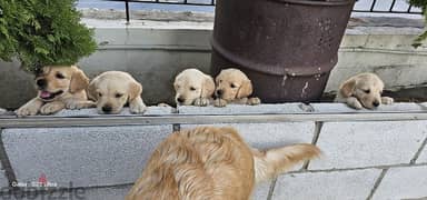 pure golden retreiver 0