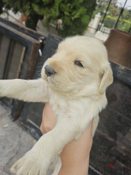 pure golden retreiver 1