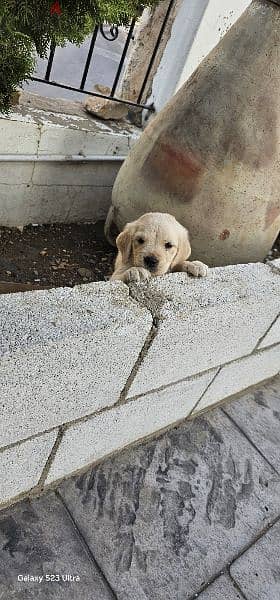 pure golden retreiver 2