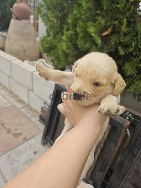 pure golden retreiver 3