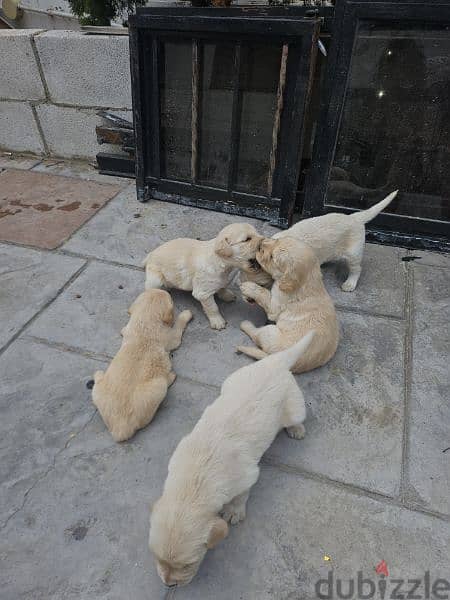 pure golden retreiver 4