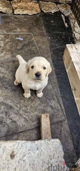 pure golden retreiver 5