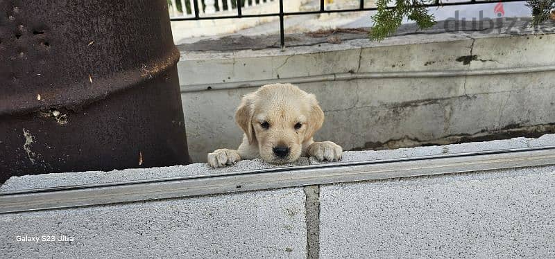 pure golden retreiver 7