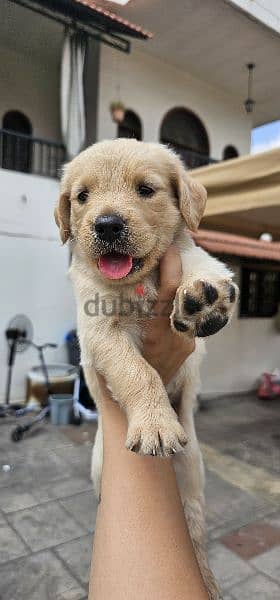 pure golden retreiver 8