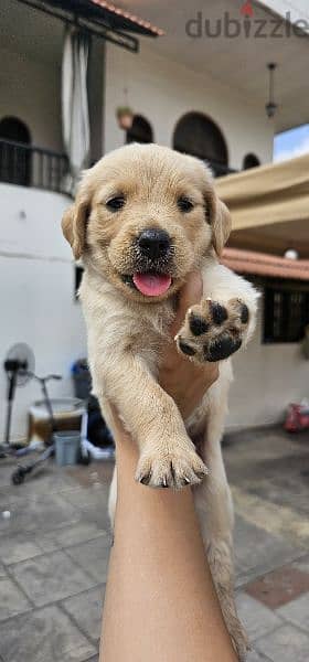 pure golden retreiver 9