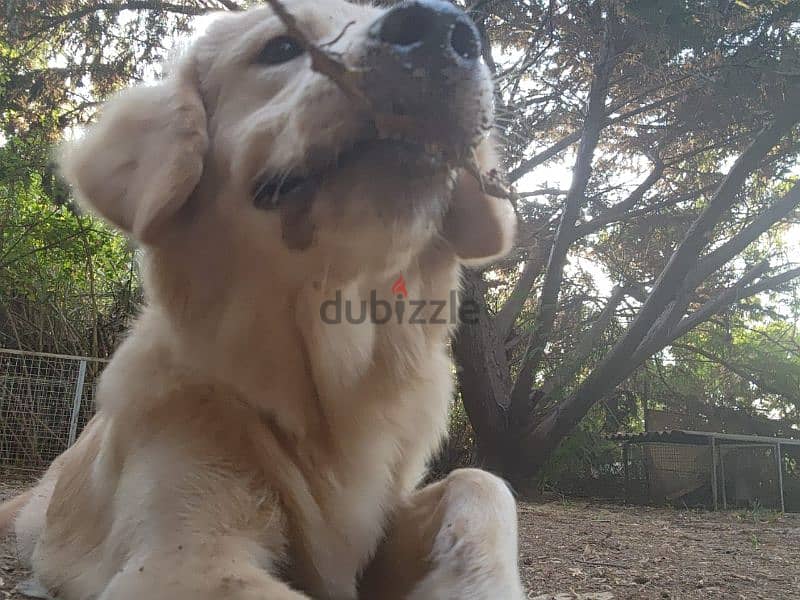 golden retriever for adoption 2