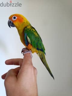 فرخ ببغاء سان كونيور. sun conure chick