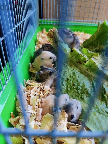 Dwarf Hamsters 1