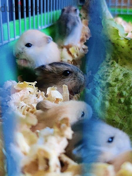 Dwarf Hamsters 3