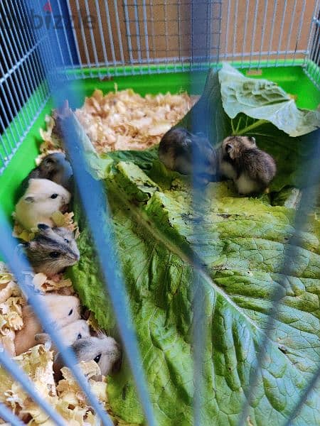 Dwarf Hamsters 4