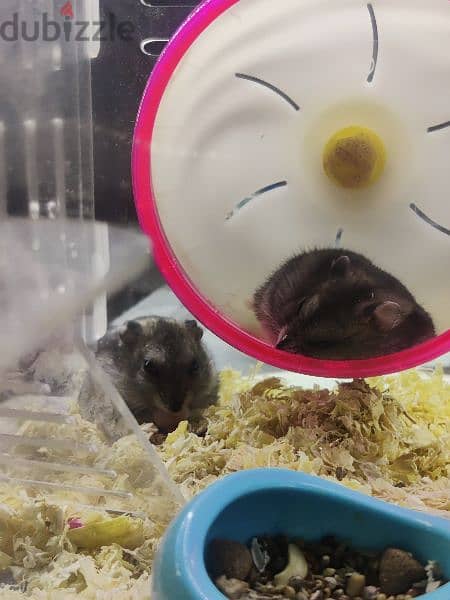 Dwarf Hamsters 5