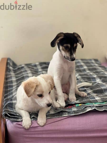 canadian jack russel puppies for adoption 1