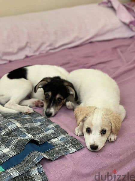 canadian jack russel puppies for adoption 3