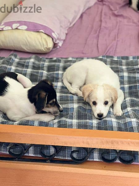 canadian jack russel puppies for adoption 4