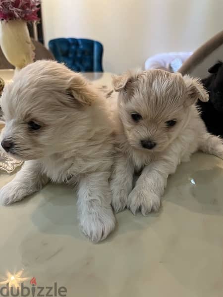 Maltipom: Pomerenian Mix Maltipoo Babies 0